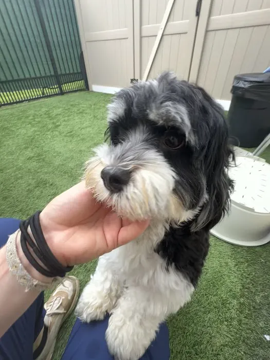 Mt Pleasant Hospital for Animals Picture 8