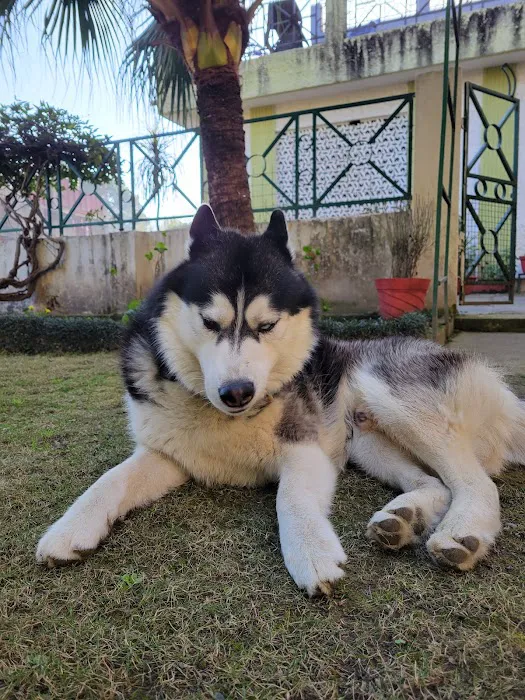 Mt Pleasant Hospital for Animals Picture 3