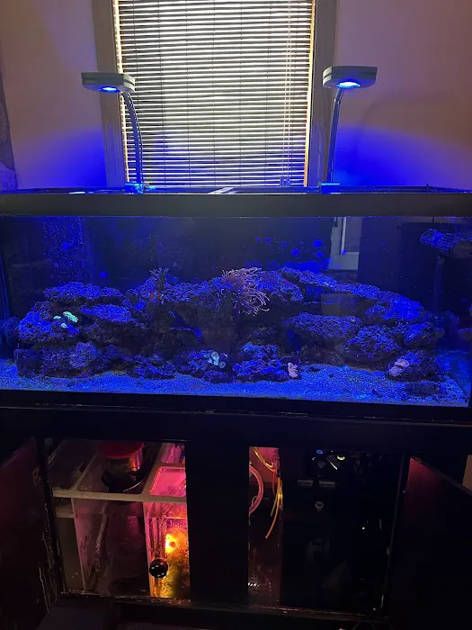 Midwest Aquaculture - Aquarium Maintenance & Design Picture 5
