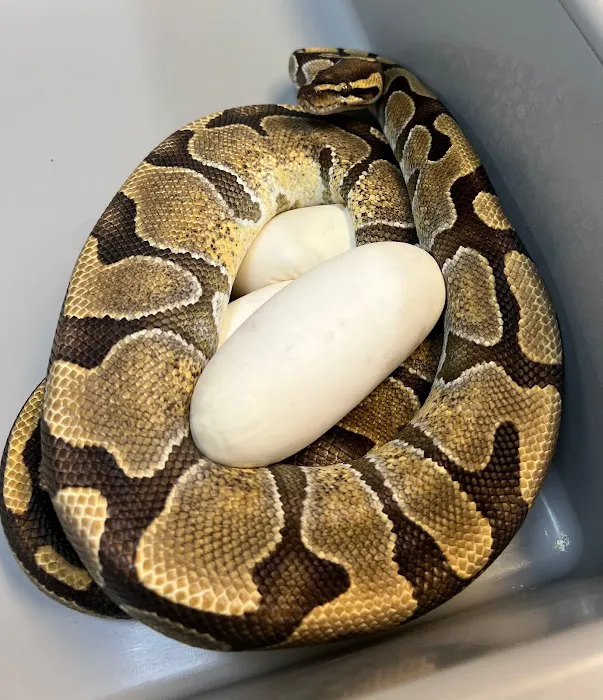 Captive Bred Specialties Picture 6