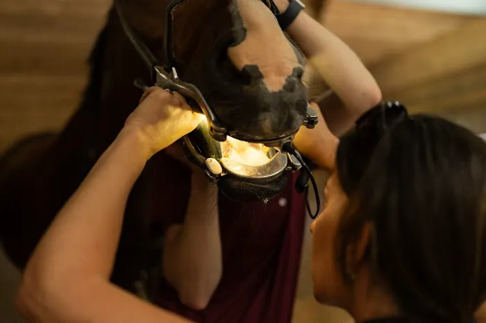 Grand Prix Equine Picture 4