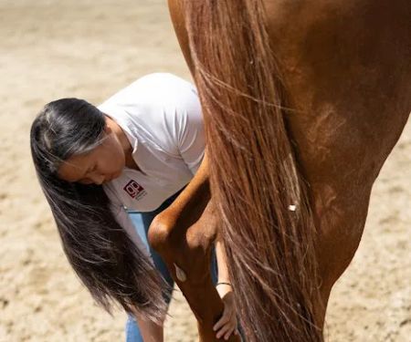 Grand Prix Equine