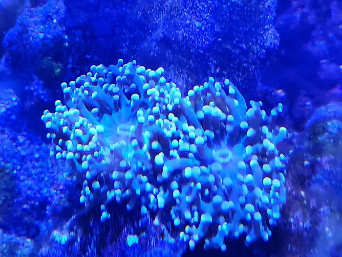 Easy Aqua Fish & Coral Picture 2