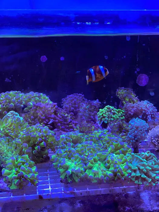 Easy Aqua Fish & Coral Picture 6