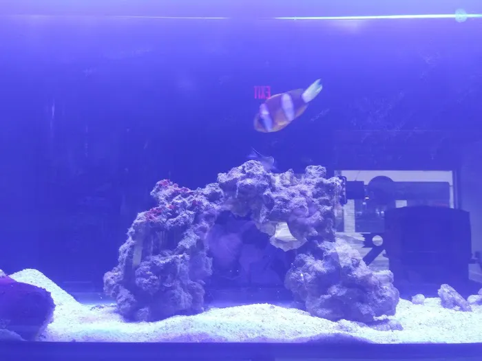 Easy Aqua Fish & Coral Picture 3