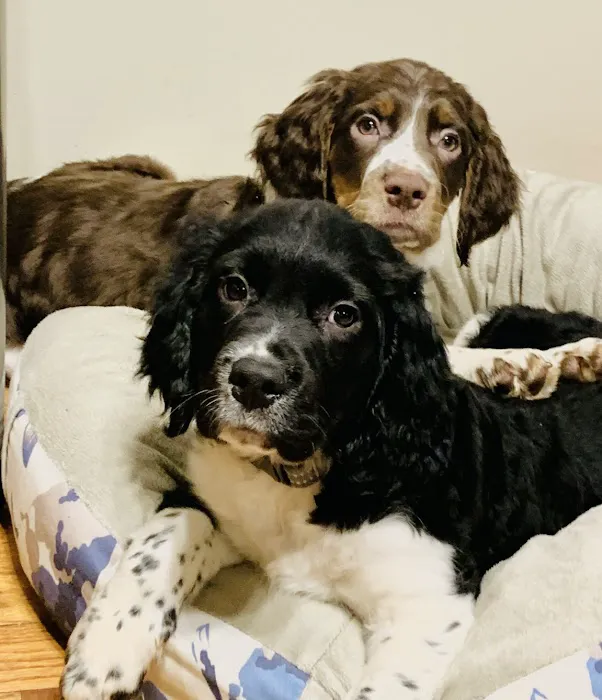 Easton Veterinary Picture 6