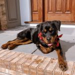 Easton Veterinary
