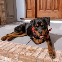 Easton Veterinary ico