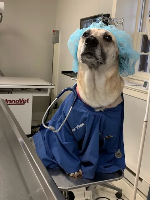 Easton Veterinary Picture 8