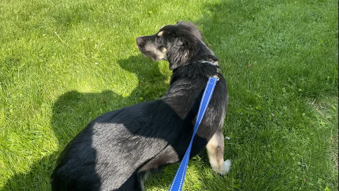 Easton Veterinary Picture 2