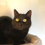 What's In The Bowl Pet Shop - - Pet Supplies - Pet Store - New Berlin