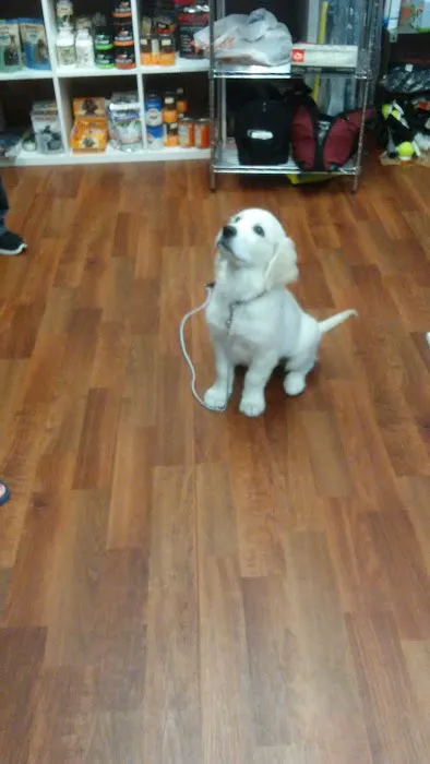 What's In The Bowl Pet Shop - - Pet Supplies - Pet Store - New Berlin Picture 9