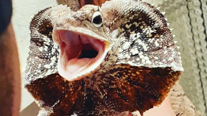 GRANDMASTER REPTILES LLC Picture 3