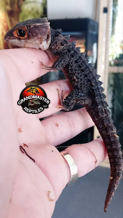 GRANDMASTER REPTILES LLC Picture 8