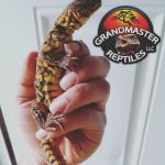GRANDMASTER REPTILES LLC
