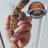 GRANDMASTER REPTILES LLC ico