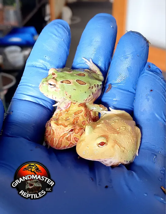 GRANDMASTER REPTILES LLC Picture 10