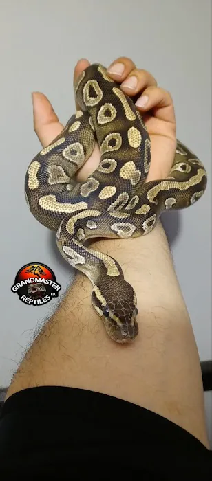 GRANDMASTER REPTILES LLC Picture 7