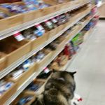 Pet Supplies Plus Glendale