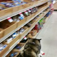 Pet Supplies Plus Glendale ico