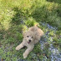 Engelberg-Kristy Animal Hospital ico