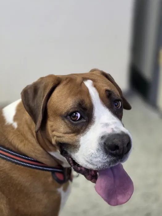 Highway Animal Hospital Picture 1