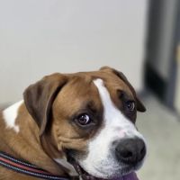 Highway Animal Hospital ico