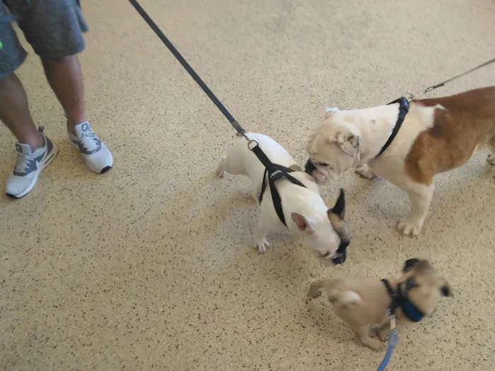 Ash Creek Animal Hospital & Spa Picture 1