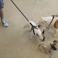 Ash Creek Animal Hospital & Spa ico