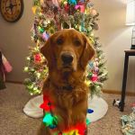 Bark On Mulford