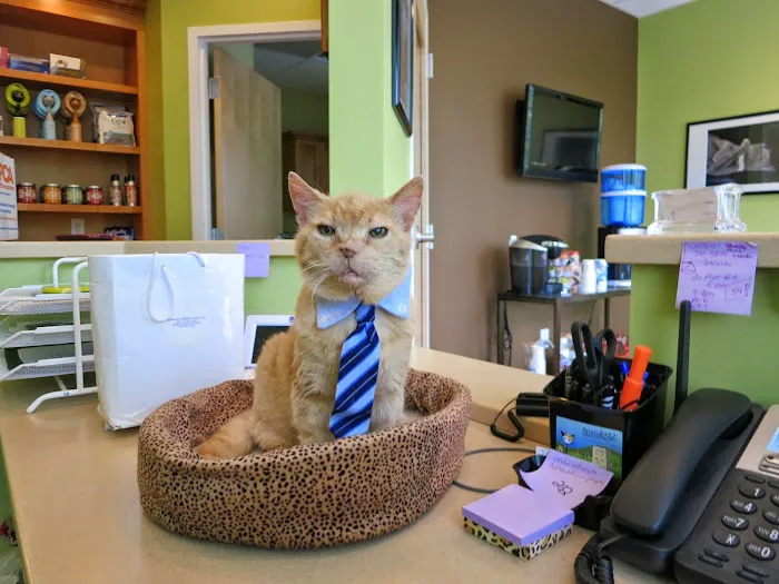 AristoKatz - Veterinary Care for Cats Picture 2