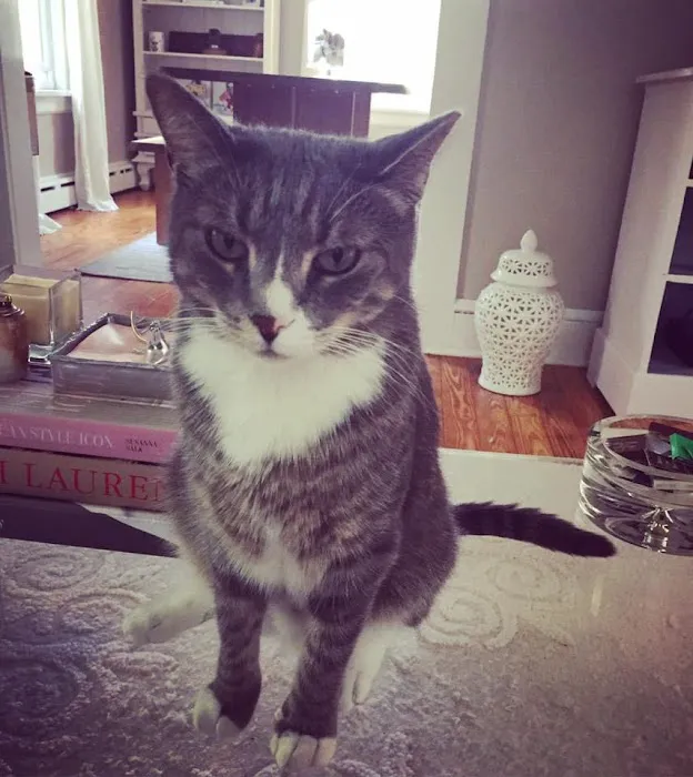 AristoKatz - Veterinary Care for Cats Picture 1