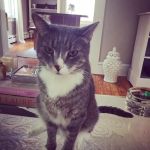 AristoKatz - Veterinary Care for Cats