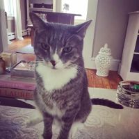 AristoKatz - Veterinary Care for Cats ico