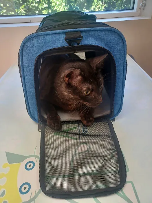 AristoKatz - Veterinary Care for Cats Picture 8