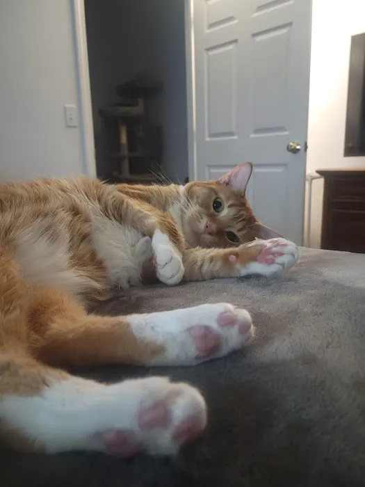 AristoKatz - Veterinary Care for Cats Picture 5