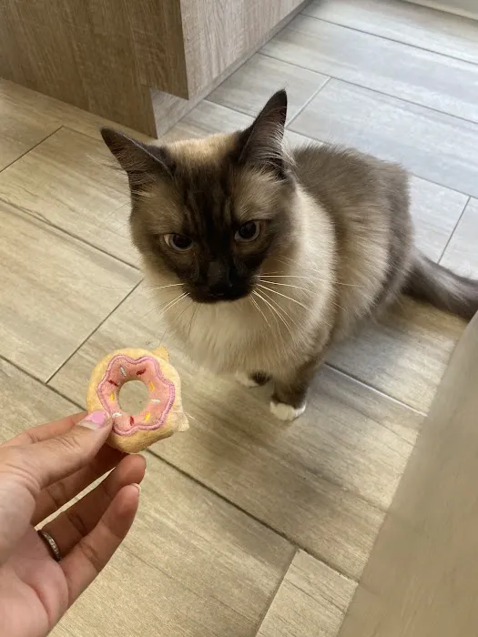 AristoKatz - Veterinary Care for Cats Picture 10