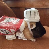 Norm's Piggy Pen ico