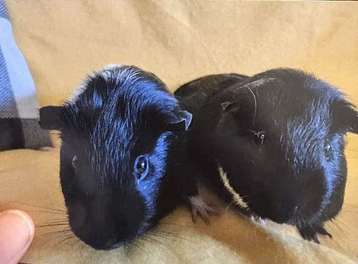 Norm's Piggy Pen Picture 7