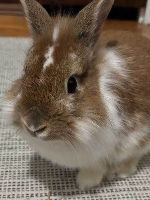 Norm's Piggy Pen Picture 6