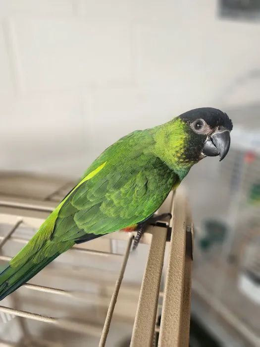 House of Birds Picture 7