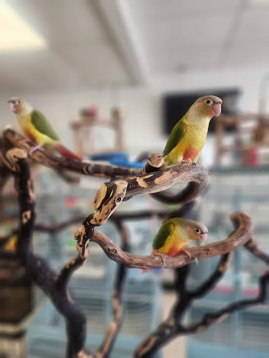 House of Birds Picture 8