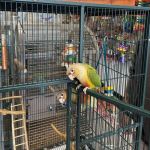 House of Birds