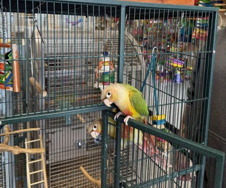 House of Birds