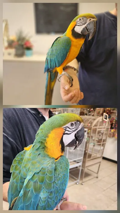 House of Birds Picture 4