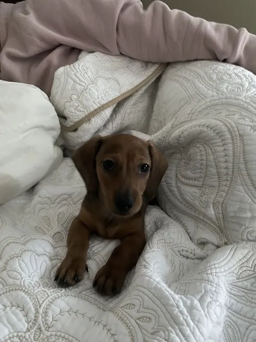 Bethel Veterinary Hospital Picture 2