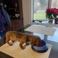 Bethel Veterinary Hospital ico