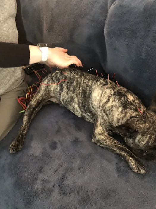 Tailored Veterinary Care Picture 1