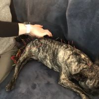 Tailored Veterinary Care ico