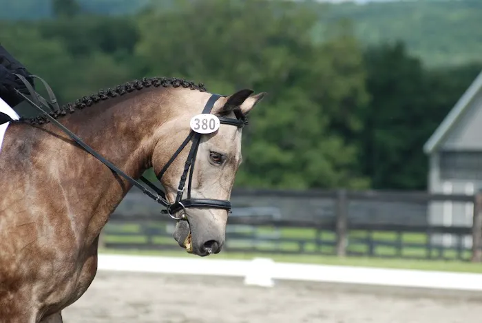 Tailored Veterinary Care Picture 6